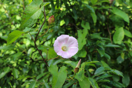 Pink flower on green background.
