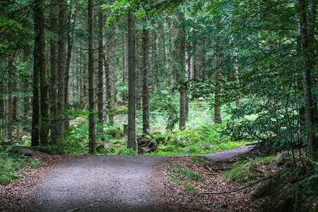 Shot of a forest and a path through the forest. Photo taken through the trees.