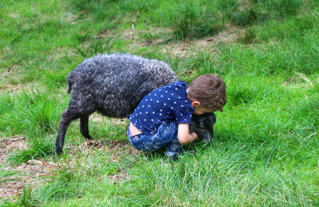 Little boy with black lamb on the farm.の写真素材