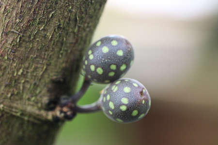 Ficus ottoniifol is in the botanical garden of the macrosy.