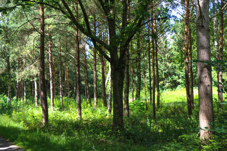 Beautiful landscape of green forest trees under sunlight.