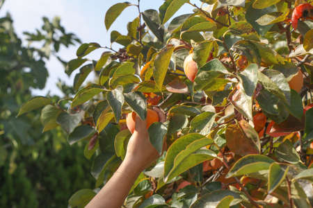 Ripe persimmon fruit hanging on a tree. Fruit garden.の写真素材
