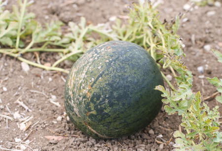 Watermelon in the vegetable garden.の写真素材