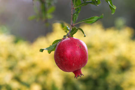 Ripe colorful pomegranate fruit on the tree branch.の写真素材