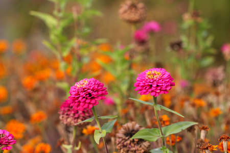 Pink flowers in the garden.の写真素材