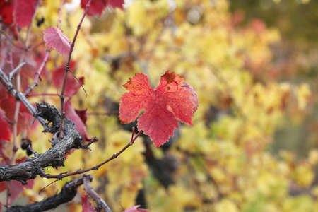 Colorful autumn grape leaves. Vine leaves.