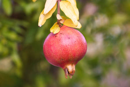 Ripe colorful pomegranate fruit on the tree branch.の写真素材