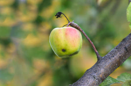 Green apples on a branch ready to be harvested