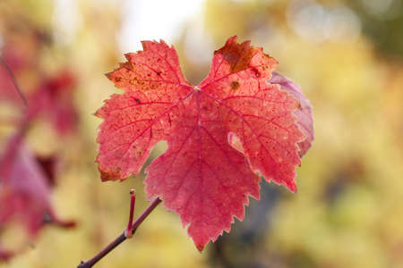 Colorful autumn grape leaves. Vine leaves.の写真素材