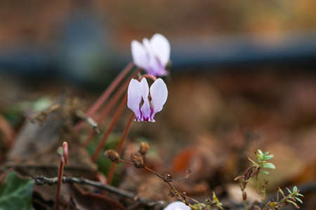 Pink cyclamen purple wild flowers growing in a forest.の写真素材