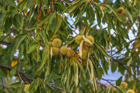 Chestnut burr. Chestnut (Castanea sativa), fruit of a branch.の写真素材