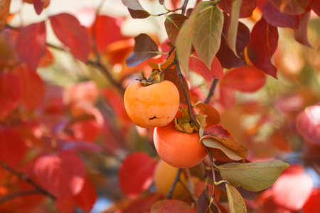 Ripe persimmon fruit hanging on a tree. Fruit garden.