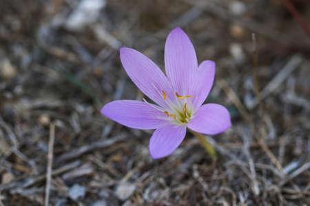 Beautiful violet crocus flower. Wild flower.の写真素材