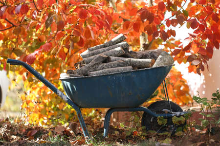 Firewood lies in a wheelbarrow, ready for a fire. Colorful autumn garden. Preparation for the winter.の写真素材