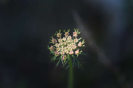 Close up of white flower with dark background.
