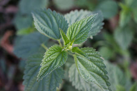 Urtica dioica, often called the common stinging nettle or nettle.の写真素材