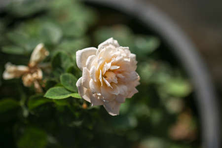 Natural white rose flower close up on green bush.の写真素材