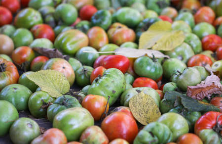 Green and red tomato for pickle.の写真素材