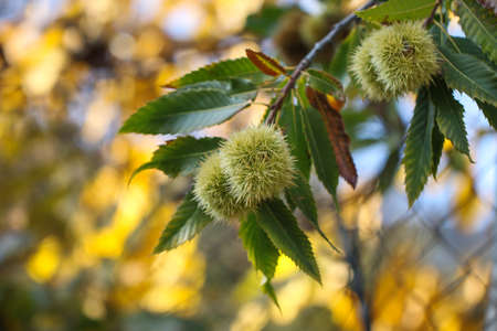 Chestnut burr. Chestnut (Castanea sativa) fruit in a branch.