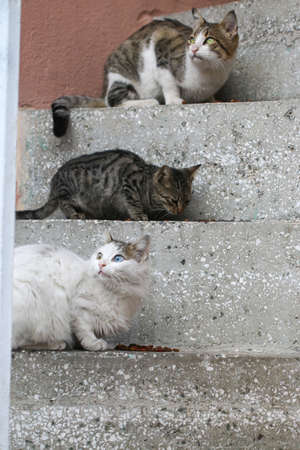 Cat eating on the stairs.