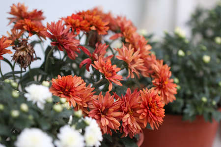 White and pink chrysanthemum flowers in pot.の写真素材