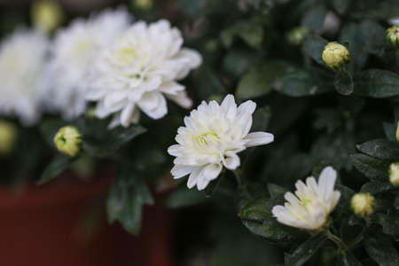 White chrysanthemum flowers.