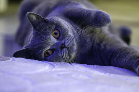 Gay British cat lying on a light carpet, yellow eyes.の写真素材