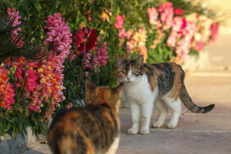 Cats sits in the colorful garden flowers.