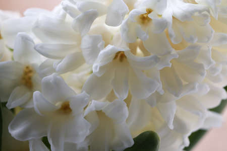 White hyacinth flower (common or Dutch hyacinth hyacinth hyacinth garden) close up.の写真素材