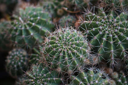 Top view of many cactus plants.
