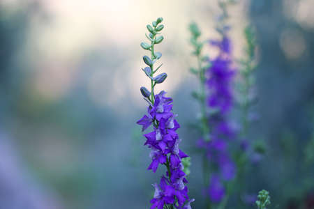 Purple flowers with green background. Spring.の写真素材