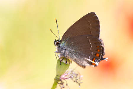 Satyrium Ilicis. Close up of butterfly in nature with poppy flowers.の写真素材
