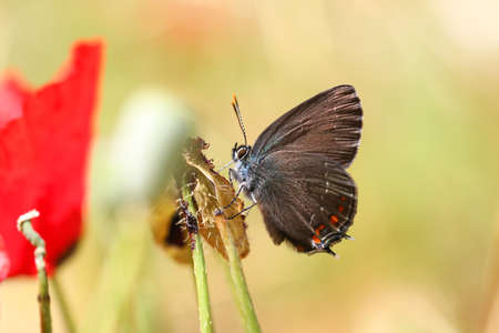 Satyrium Ilicis. Close up of butterfly in nature with poppy flowers.の写真素材
