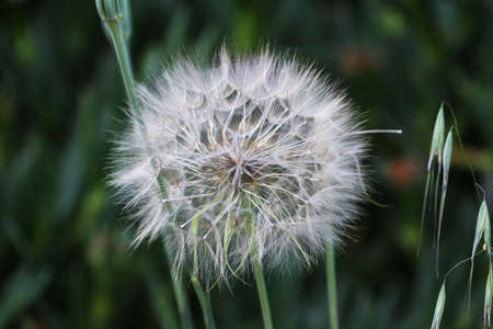 Close up photo of a dandelion on the background of nature.