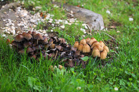 Bunch of mushrooms in forest.の写真素材