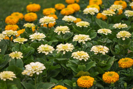 Fragment of colorful flowers in a city park.の写真素材