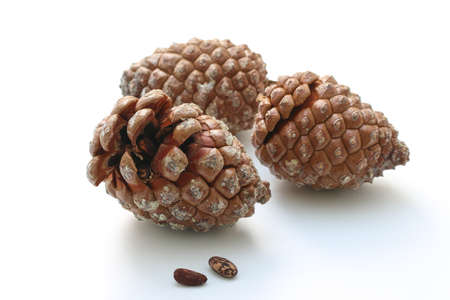 Stone pine cone with seeds and shelled nuts over white background. Geometric pine cone, seeds and shelled nuts.の写真素材