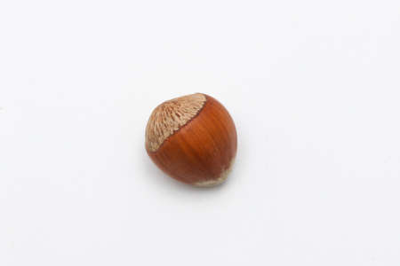 Close up of hazelnut isolated on white background.の写真素材