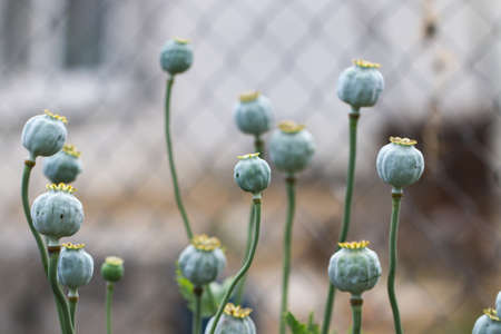 Poppy (Papaver somniferum) pods in garden. Papaver somniferum - poppy seed pod in plantation.
