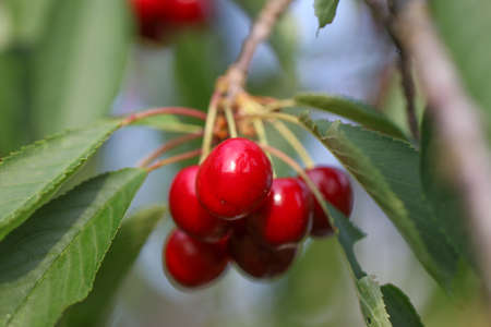 Cherry fruit on the tree.の写真素材