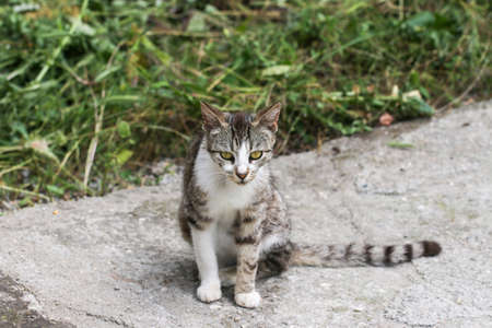 Cat sitting in the garden.の写真素材