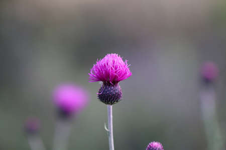 Close up of pink flower.の写真素材