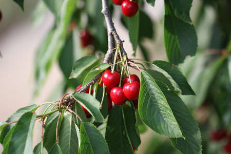 Cherry fruit on the tree.の写真素材