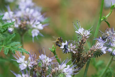 Purple flowers and honey bee.の写真素材