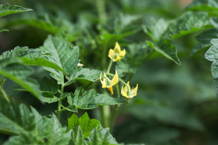 Tomato plants with yellow flowers.の写真素材