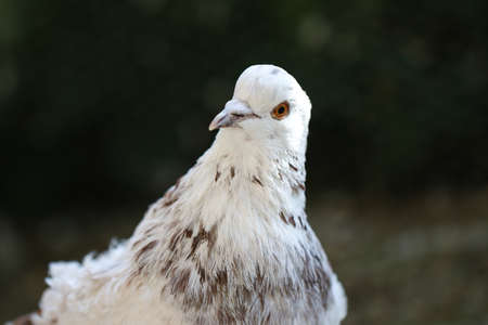 White pigeon. White and brown dove with curly feathers.の写真素材