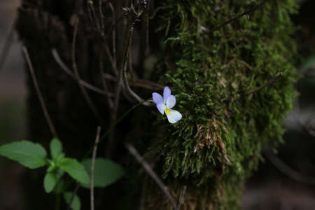 Little wild violet with dark background.