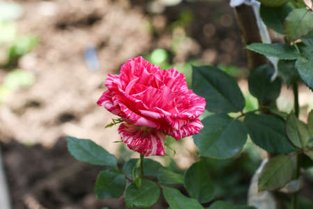 Colorful rose - pink and white.の写真素材