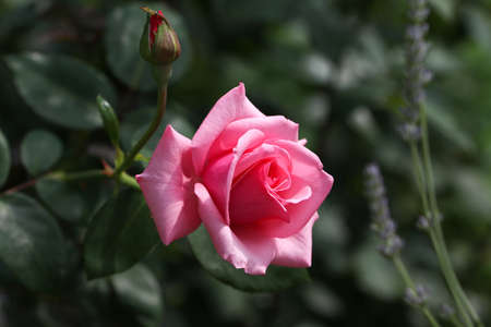 Close up of pink rose.の写真素材