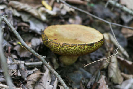 Close up of Mushroom in the forest.の写真素材
